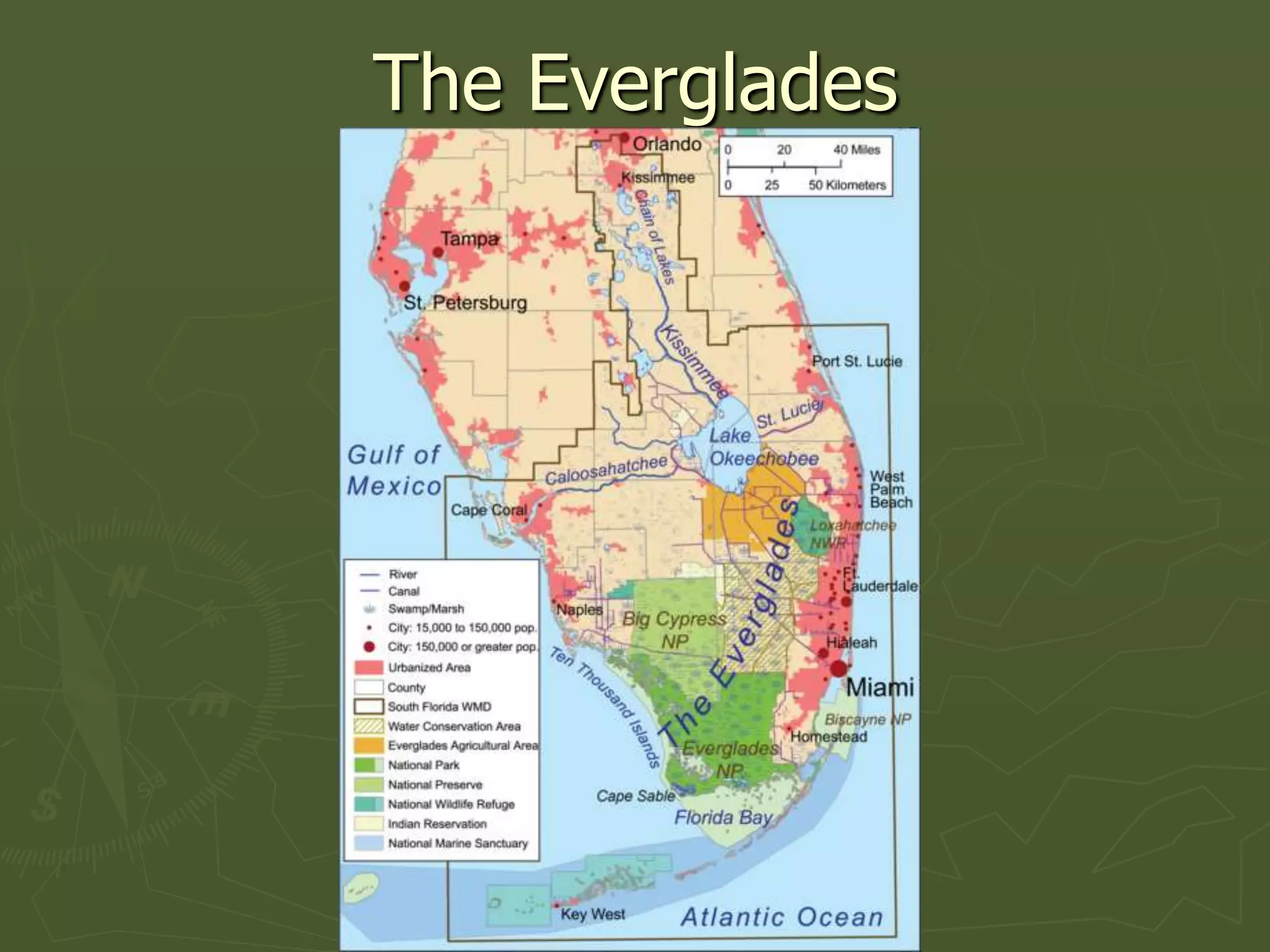 The Everglades
 