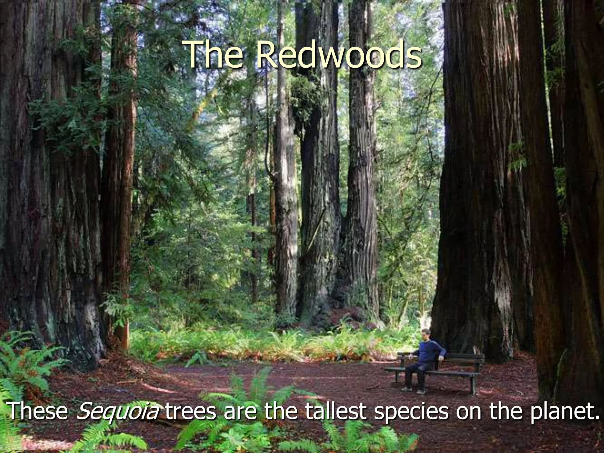 The Redwoods




These Sequoia trees are the tallest species on the planet.
 