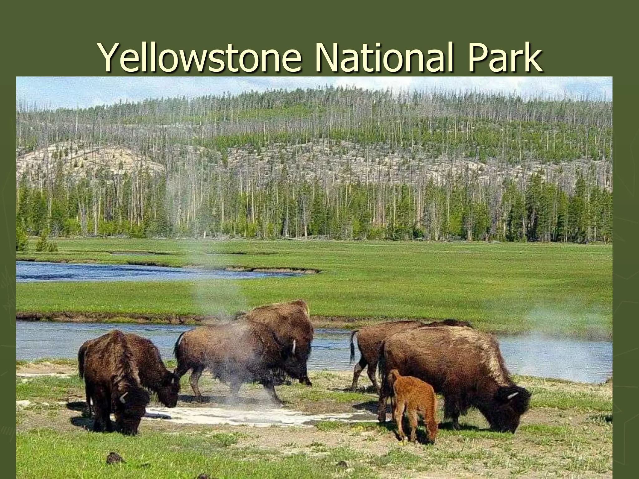 Yellowstone National Park
 