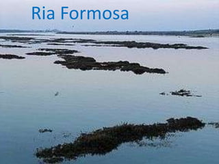 Ria Formosa
 
