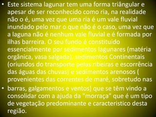 • Este sistema lagunar tem uma forma triângular e
apesar de ser reconhecido como ria, na realidade
não o é, uma vez que uma ria é um vale fluvial
inundado pelo mar o que não é o caso, uma vez que
a laguna não é nenhum vale fluvial e é formada por
ilhas barreira. O seu fundo é constituido
essencialmente por sedimentos lagunares (matéria
orgânica, vasa salgada), sedimentos Continentais
(oriundos do transporte pelas ribeiras e escorrência
das águas das chuvas) e sedimentos arenosos (
provenientes das correntes de maré, sobretudo nas
• barras, galgamentos e ventos) que se têm vindo a
consolidar com a ajuda da "morraça" que é um tipo
de vegetação predominante e caracteristico desta
região.
 