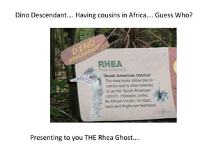 Dino Descendant…. Having cousins in Africa…. Guess Who? Presenting to you THE Rhea Ghost…. 