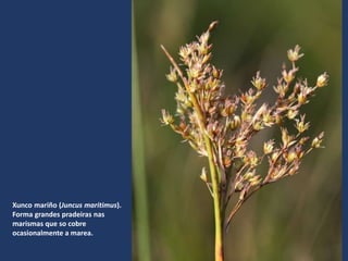 Xunco mariño (Juncus maritimus).
Forma grandes pradeiras nas
marismas que so cobre
ocasionalmente a marea.
 