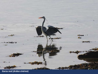 Garza real (Ardea cinérea)
 
