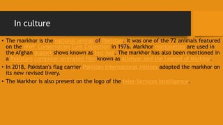 In culture
• The markhor is the national animal of Pakistan. It was one of the 72 animals featured
on the WWF Conservation Coin Collection in 1976. Markhor marionettes are used in
the Afghan puppet shows known as buz-baz. The markhor has also been mentioned in
a Pakistani computer-animated film known as Allahyar and the Legend of Markhor.
• In 2018, Pakistan's flag carrier Pakistan International Airlines adopted the markhor on
its new revised livery.
• The Markhor is also present on the logo of the Inter-Services Intelligence.
 