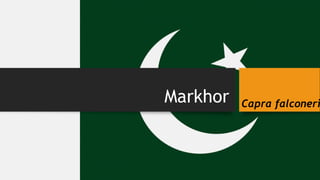 Markhor Capra falconeri
 