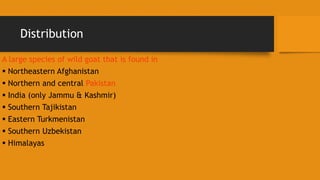 Distribution
A large species of wild goat that is found in
 Northeastern Afghanistan
 Northern and central Pakistan
 India (only Jammu & Kashmir)
 Southern Tajikistan
 Eastern Turkmenistan
 Southern Uzbekistan
 Himalayas
 