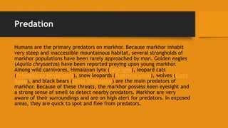 Predation
Humans are the primary predators on markhor. Because markhor inhabit
very steep and inaccessible mountainous habitat, several strongholds of
markhor populations have been rarely approached by man. Golden eagles
(Aquila chrysaetos) have been reported preying upon young markhor.
Among wild carnivores, Himalayan lynx (Lynx lynx), leopard cats
(Prionailurus bengalensis), snow leopards (Panthera uncia), wolves (Canis
lupus), and black bears (Ursus thibetanus) are the main predators of
markhor. Because of these threats, the markhor possess keen eyesight and
a strong sense of smell to detect nearby predators. Markhor are very
aware of their surroundings and are on high alert for predators. In exposed
areas, they are quick to spot and flee from predators.
 