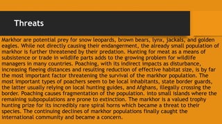 Threats
Markhor are potential prey for snow leopards, brown bears, lynx, jackals, and golden
eagles. While not directly causing their endangerment, the already small population of
markhor is further threatened by their predation. Hunting for meat as a means of
subsistence or trade in wildlife parts adds to the growing problem for wildlife
managers in many countries. Poaching, with its indirect impacts as disturbance,
increasing fleeing distances and resulting reduction of effective habitat size, is by far
the most important factor threatening the survival of the markhor population. The
most important types of poachers seem to be local inhabitants, state border guards,
the latter usually relying on local hunting guides, and Afghans, illegally crossing the
border. Poaching causes fragmentation of the population. into small islands where the
remaining subpopulations are prone to extinction. The markhor is a valued trophy
hunting prize for its incredibly rare spiral horns which became a threat to their
species. The continuing declines of markhor populations finally caught the
international community and became a concern.
 