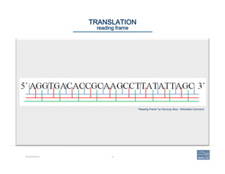 18
"Reading Frame" by Hornung Ákos - Wikimedia Commons
BIO-REFRESHER
TRANSLATION 
reading frame
 