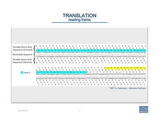 19
"ORF" by Thatsonginc - Wikimedia Commons
BIO-REFRESHER
TRANSLATION 
reading frame
 