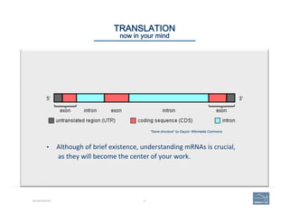 21
"Gene structure" by Daycd- Wikimedia Commons
BIO-REFRESHER
TRANSLATION 
now in your mind
•  Although	
  of	
  brief	
  existence,	
  understanding	
  mRNAs	
  is	
  crucial,	
  
	
  as	
  they	
  will	
  become	
  the	
  center	
  of	
  your	
  work.	
  
 