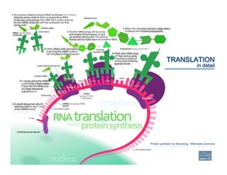 23
"Protein synthesis" by Kelvinsong - Wikimedia Commons
CURATING GENOMES
TRANSLATION 
in detail
 