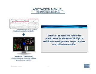 ANOTACION MANUAL 
mejorando predicciones
Schiex	
  et	
  al.	
  Nucleic	
  Acids	
  2003	
  (31)	
  13:	
  3738-­‐3741	
  
Predicciones Automatizadas
Evidencia Experimental
Manual Annotation – to the rescue. 32
cDNAs,	
  búsquedas	
  con	
  HMM,	
  RNAseq,	
  	
  
genes	
  de	
  otras	
  especies.	
  
Entonces,	
  es	
  necesario	
  reﬁnar	
  las	
  
predicciones	
  de	
  elementos	
  biológicos	
  
codiﬁcados	
  en	
  el	
  genoma,	
  lo	
  que	
  requiere	
  
una	
  cuidadosa	
  revisión.	
  
 