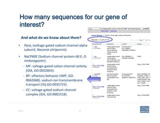 How many sequences for our gene of
interest?
Example 93
•  Para,	
  (voltage-­‐gated	
  sodium	
  channel	
  alpha	
  
subunit;	
  Nasonia	
  vitripennis).	
  	
  
•  NaCP60E	
  (Sodium	
  channel	
  protein	
  60	
  E;	
  D.	
  
melanogaster).	
  
–  MF:	
  voltage-­‐gated	
  ca(on	
  channel	
  ac(vity	
  
(IDA,	
  GO:0022843).	
  
–  BP:	
  olfactory	
  behavior	
  (IMP,	
  GO:
0042048),	
  sodium	
  ion	
  transmembrane	
  
transport	
  (ISS,GO:0035725).	
  
–  CC:	
  voltage-­‐gated	
  sodium	
  channel	
  
complex	
  (IEA,	
  GO:0001518).	
  
And	
  what	
  do	
  we	
  know	
  about	
  them?	
  
 