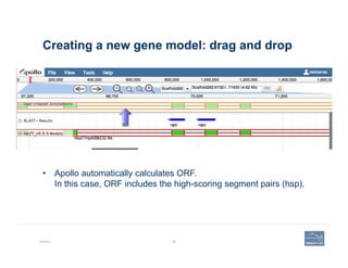 Creating a new gene model: drag and drop
Example 98
•  Apollo automatically calculates ORF.
In this case, ORF includes the high-scoring segment pairs (hsp).
 