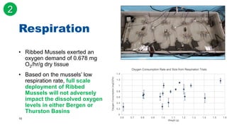 10
• Ribbed Mussels exerted an
oxygen demand of 0.678 mg
O2/hr/g dry tissue
• Based on the mussels’ low
respiration rate, full scale
deployment of Ribbed
Mussels will not adversely
impact the dissolved oxygen
levels in either Bergen or
Thurston Basins
Respiration
2
 
