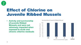 11
• Activity and survivorship
of juvenile Ribbed
Mussels and were not
adversely impacted when
exposed to acute and
chronic chlorine residuals
Effect of Chlorine on
Juvenile Ribbed Mussels
0%
10%
20%
30%
40%
50%
60%
70%
80%
90%
100%
250 100 10 0
(Control)
Percent
Survivorship
at
Day
4 Chlorine Concentration (ppb)
Survivorship of Juvenile Ribbed Mussel
2
 