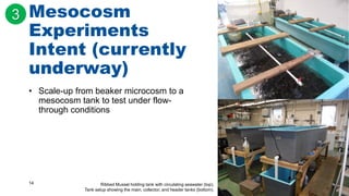 14
Mesocosm
Experiments
Intent (currently
underway)
• Scale-up from beaker microcosm to a
mesocosm tank to test under flow-
through conditions
Ribbed Mussel holding tank with circulating seawater (top).
Tank setup showing the main, collector, and header tanks (bottom).
3
 