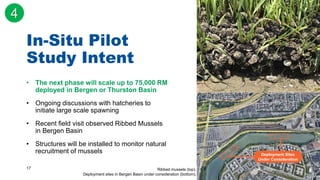 17
In-Situ Pilot
Study Intent
• The next phase will scale up to 75,000 RM
deployed in Bergen or Thurston Basin
• Ongoing discussions with hatcheries to
initiate large scale spawning
• Recent field visit observed Ribbed Mussels
in Bergen Basin
• Structures will be installed to monitor natural
recruitment of mussels
Ribbed mussels (top).
Deployment sites in Bergen Basin under consideration (bottom).
Deployment Sites
Under Consideration
4
 