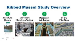 3
1
Literature
Review
2
Microcosm
Bench-top Testing
3
Mesocosm
Lab Testing
4
In-Situ
Pilot Study
Ribbed Mussel Study Overview
1 2 3 4
 