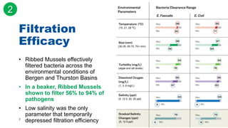7
Filtration
Efficacy
• Ribbed Mussels eﬀectively
ﬁltered bacteria across the
environmental conditions of
Bergen and Thurston Basins
• In a beaker, Ribbed Mussels
shown to filter 56% to 94% of
pathogens
• Low salinity was the only
parameter that temporarily
depressed filtration efficiency
2
(5, 12.5 ppt)
(15, 21, 28 ℃)
(30-35, 55-75, 70+ mm)
(algae and silt levels)
(1, 3, 6 mg/L)
(5, 12.5, 20, 25 ppt)
 