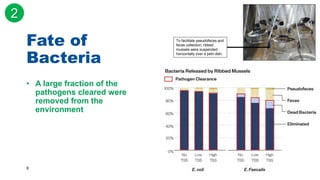 9
• A large fraction of the
pathogens cleared were
removed from the
environment
Fate of
Bacteria
2
To facilitate pseudofeces and
feces collection, ribbed
mussels were suspended
horizontally over a petri dish.
 