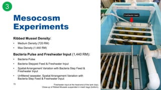 15
Mesocosm
Experiments
Ribbed Mussel Density:
• Medium Density (720 RM)
• Max Density (1,440 RM)
Bacteria Pulse and Fresh...