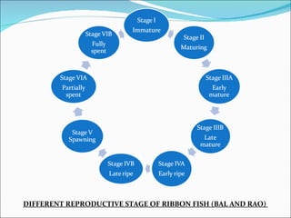 DIFFERENT REPRODUCTIVE STAGE OF RIBBON FISH (BAL AND RAO)
 
