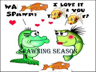 sPAWNING sEAsON
 