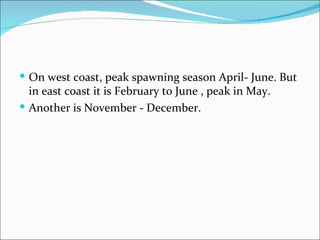  On west coast, peak spawning season April- June. But
  in east coast it is February to June , peak in May.
 Another is November - December.
 
