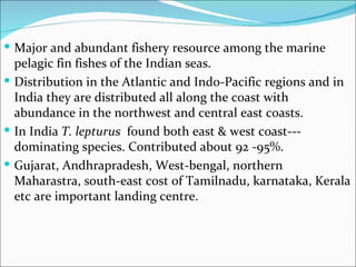  Major and abundant fishery resource among the marine
  pelagic fin fishes of the Indian seas.
 Distribution in the Atlantic and Indo-Pacific regions and in
  India they are distributed all along the coast with
  abundance in the northwest and central east coasts.
 In India T. lepturus found both east & west coast---
  dominating species. Contributed about 92 -95%.
 Gujarat, Andhrapradesh, West-bengal, northern
  Maharastra, south-east cost of Tamilnadu, karnataka, Kerala
  etc are important landing centre.
 