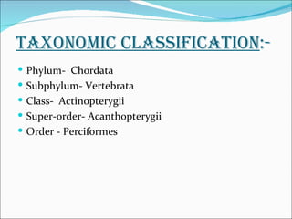 TAxONOMIc cLAssIFIcATION:-
 Phylum- Chordata
 Subphylum- Vertebrata
 Class- Actinopterygii
 Super-order- Acanthopterygii
 Order - Perciformes
 