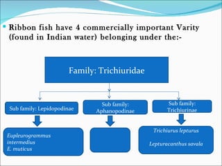  Ribbon fish have 4 commercially important Varity
 (found in Indian water) belonging under the:-



                        Family: Trichiuridae


                                 Sub family:          Sub family:
 Sub family: Lepidopodinae     Aphanopodinae          Trichiurinae


                                                Trichiurus lepturus
 Eupleurogrammus
 intermedius                                   Lepturacanthus savala
 E. muticus
 