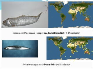 Lepturacanthus savala (Large-headed ribbon fish) & Distribution




         Trichiurus lepturus(ribbon fish) & Distribution
 