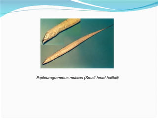 Eupleurogrammus muticus (Small-head hailtail)
 