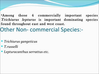 •Among those 4 commercially important species
Trichiurus lepturus is important dominating species
found throughout east and west coast.
Other Non- commercial Species:-
 Trichiurus gangeticus
 T.russelli
 Lepturacanthus serrattus etc.
 