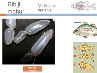 Riblji
mehur

Vertikalno
kretanje

Ispunjen
gasom

 