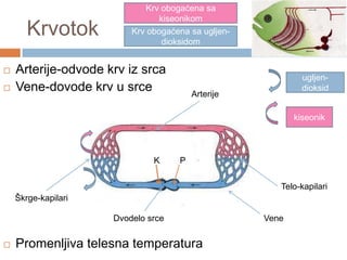 Krvotok



Krv obogaćena sa
kiseonikom
Krv obogaćena sa ugljendioksidom

Arterije-odvode krv iz srca
Vene-dovode krv u srce

ugljendioksid

Arterije

kiseonik

K

P
Telo-kapilari

Škrge-kapilari
Dvodelo srce


Promenljiva telesna temperatura

Vene

 