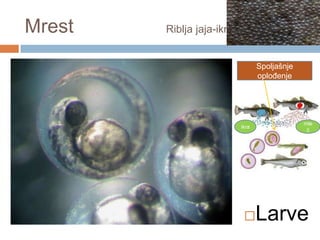 Mrest

Riblja jaja-ikra

Spoljašnje
oploĎenje

ikra



mle
č

Larve

 