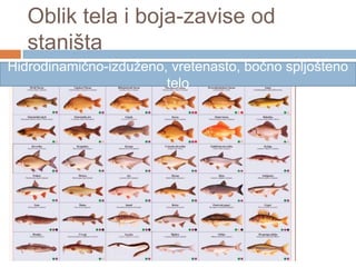 Oblik tela i boja-zavise od
staništa
Hidrodinamično-izduženo, vretenasto, bočno spljošteno
telo

 