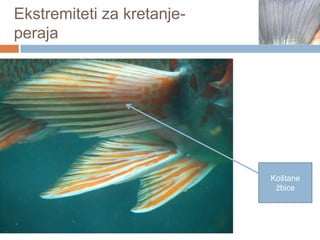 Ekstremiteti za kretanjeperaja

Koštane
žbice

 