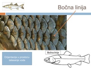 Bočna linija

Bočna linija

Orijentacija u prostorutalasanje vode

 