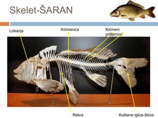 Skelet-ŠARAN
Lobanja

Kičmenica

Rebra

Kičmeni
pršljenovi

Koštane iglice-žbice

 