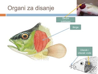 Organi za disanje
Škržni
poklopac
škrge

Ulazak i
izlazak vode

 