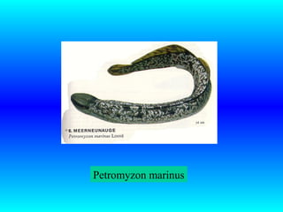 Petromyzon marinus
 
