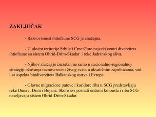 ZAKLJUČAK
- Raznovrsnost ihtiofaune SCG je značajna.
- U okviru teritorije Srbije i Crne Gore najveći centri diverziteta
ihtiofaune su sistem Ohrid-Drim-Skadar i reke Jadranskog sliva.
- Njihov značaj je izuzetan ne samo u nacionalno-regionalnoj
strategiji očuvanja raznovrsnosti živog sveta u akvatičnim zajednicama, već
i sa aspekta biodiverziteta Balkanskog ostrva i Evrope.
- Glavne migracione puteve i koridore riba u SCG predstavljaju
reke Dunav, Drim i Bojana. Skoro svi poznati endemi kolousta i riba SCG
naseljavaju sistem Ohrid-Drim-Skadar.
 