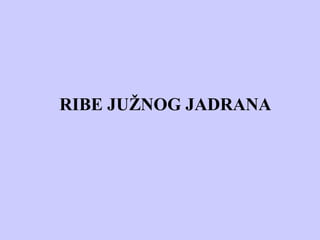 RIBE JUŽNOG JADRANA
 