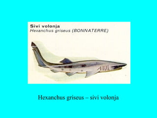 Hexanchus griseus – sivi volonja
 