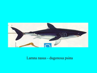 Lamna nasus - dugonosa psina
 